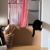 壁を蹴ってジャンプしている猫
