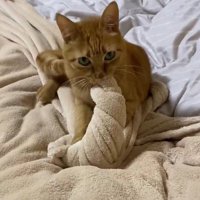 毛布を咥えながらカメラを見つめる猫