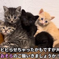 壁に体をくっつけるようにして重なり合う4匹の子猫