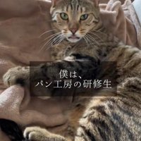 舌が出ているカメラ目線のキジトラ
