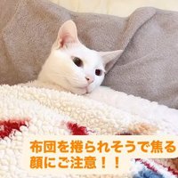 手を見る猫