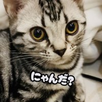 座っている子猫のアップ