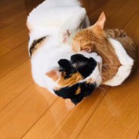 三毛猫と茶白猫