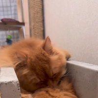 毛づくろいをする猫