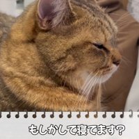 眠そうな猫