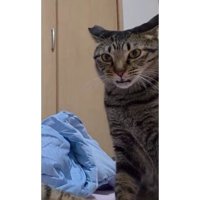 フレーメン反応している猫