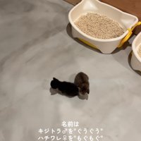お家を散策する赤ちゃん猫