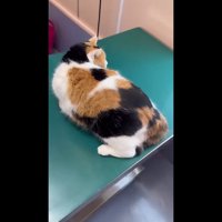 顔だけ動かすミケちゃん