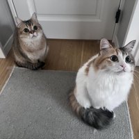 姿勢を正して座る2匹の猫