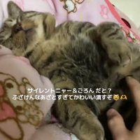 お腹を出してひっくり返っている猫