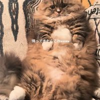 仰向けの猫