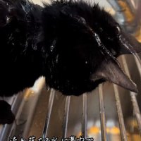 水を浴びている猫