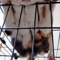 ケージの上にいる猫