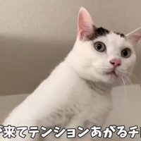 冷蔵庫の上で鳴いている猫