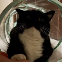 キャットトンネルでお手をする猫