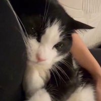 人にしがみつく猫