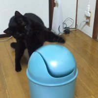 再度パンチする猫