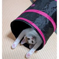 寝転がる猫