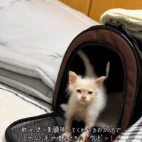 扉を開ける猫