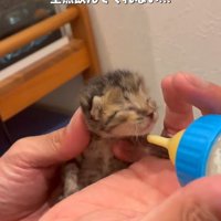 手のひらに乗った子猫