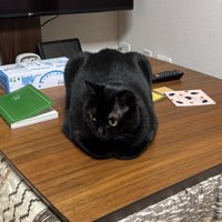 こたつの天板の真ん中に座り込む猫