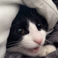 男性に抱きしめられて鳴く猫