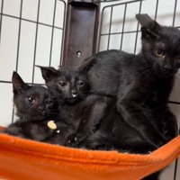 ハンモックで寄り添って落ち着いた様子を見せる黒猫三姉妹