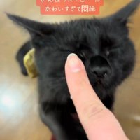 撫でられる猫