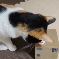 蓋が閉じたダンボール型の貯金箱を見つめる猫