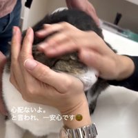 褒められる猫