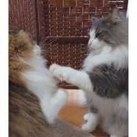 喧嘩している猫