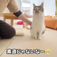 素直じゃないな〜