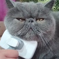 ブラッシングされている猫