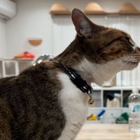 猫の横顔