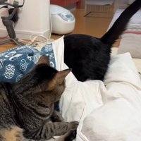 布団に潜るまめちゃん
