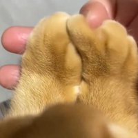 猫の右前足の指を、自分の指でなぞる飼い主