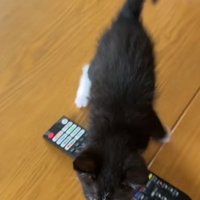 リモコンを跨いで歩く猫