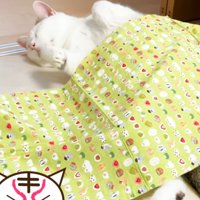 布団をかけて顔だけ少し横を向く猫