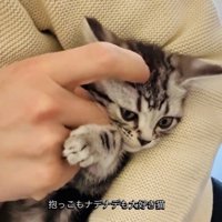 飼い主さんに抱っこされたまま撫でられる子猫