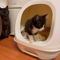 猫トイレから出てくる子猫