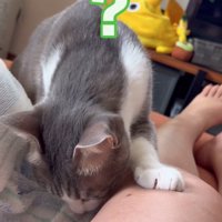 不思議そうな猫