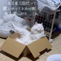 くつろぐ猫
