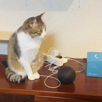 スマートスピーカーから出る猫の鳴き声に反応する保護猫