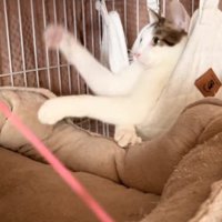 ハンモックの中から手足を伸ばしている猫