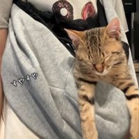 目を閉じて眠る猫