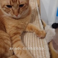 座る猫