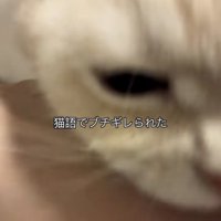 飼い主さんの腕を噛むミヌエット