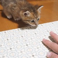 手を見ている子猫
