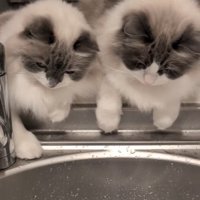 シンクを見ている猫