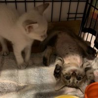 ケージの中にいる子猫